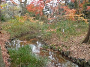 2009momiji4.jpg