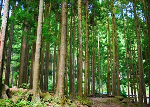 20100810_no5.jpg