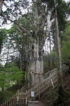 玉置神社の杉
