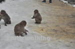 地獄谷野猿公苑で温泉に入浴しているお猿さん達