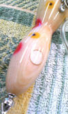 1221093.jpg
