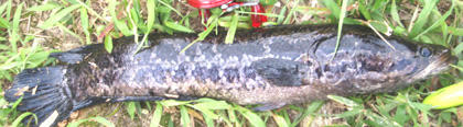 0802009.jpg