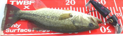 0808030.jpg