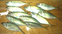 0928030.jpg