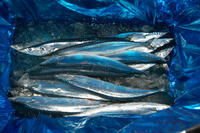 070911_sanma.JPG