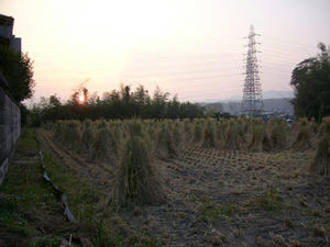 P1100228.jpg