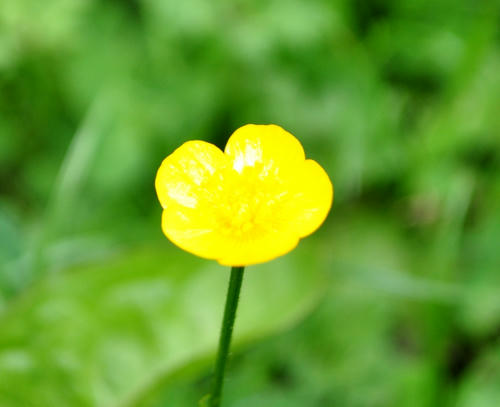 DSC_8196_ss.JPG