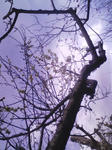 080217-ume1.jpg