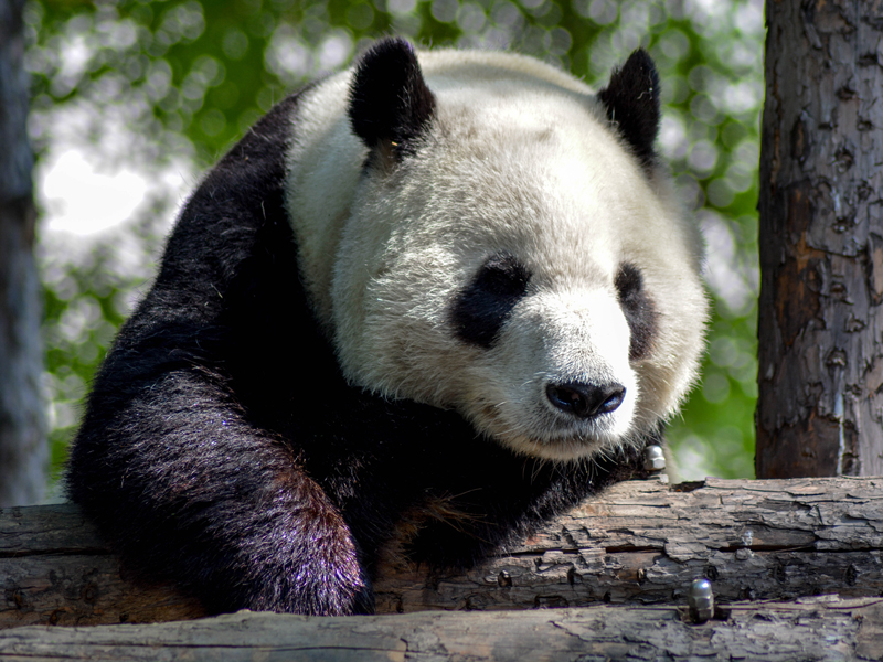 パンダ(イメージ)