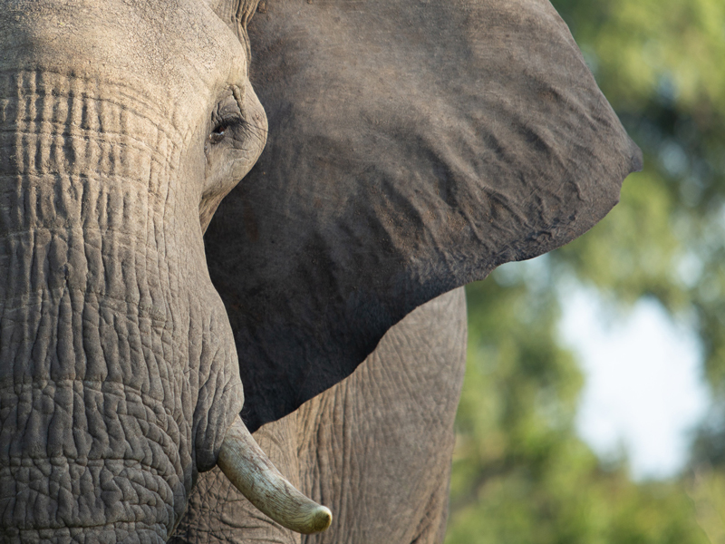 ゾウ(イメージ)