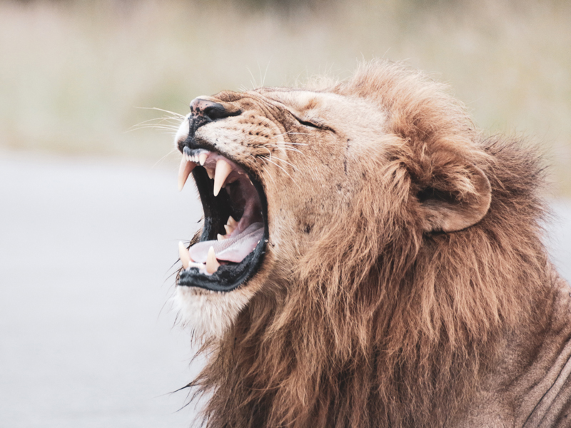 ライオン(イメージ)