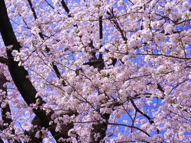 満開に咲き誇るソメイヨシノ