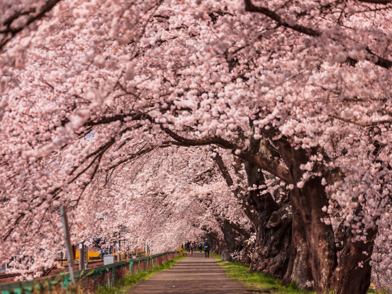 一目千本桜のトンネル