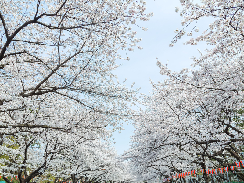 上野恩賜公園の桜