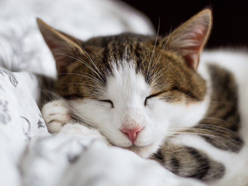 猫カフェ イメージ