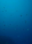 濁り気味・・・
