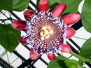 パッションの花