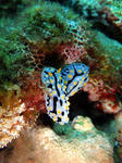 ボンジイボウミウシ