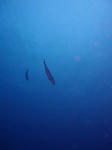 ムロアジぱらぱら
