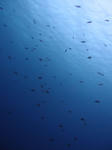 水はとってもキレイでした