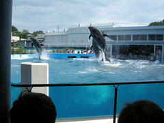 イルカショー