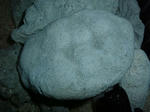 DSCF2456.JPG