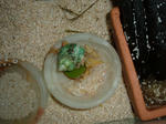 DSCF2477.JPG