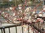 梅の花