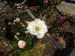 梅の花