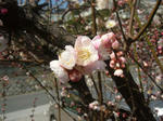 梅の花