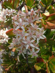 金のなる木の花