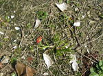 IMG_2541.JPG