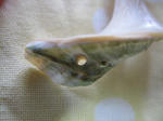 IMG_2556.JPG