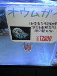 オウムガイ　ペットショップ