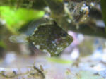 アミメハギ 稚魚
