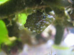 アミメハギ 稚魚