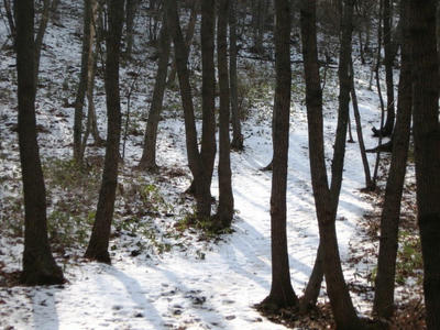 080208_snow1.JPG
