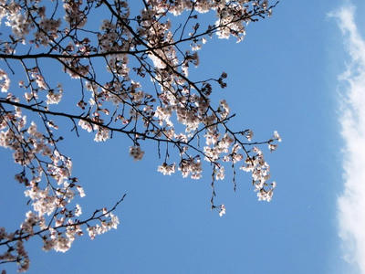 080405_sakura2.JPG
