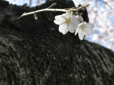 080405_sakura4.JPG