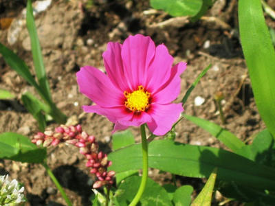 080614_cosmos1.JPG