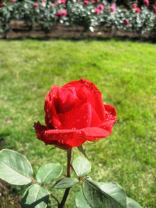 080601_amerikana1.JPG