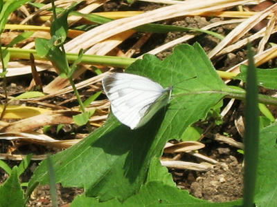 080615_butterfly2.JPG