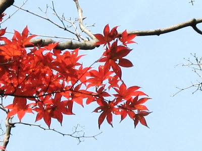 081020_kouyou1.JPG