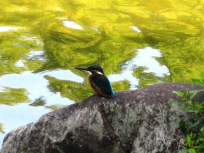 081010_commonkingfisher1.JPG