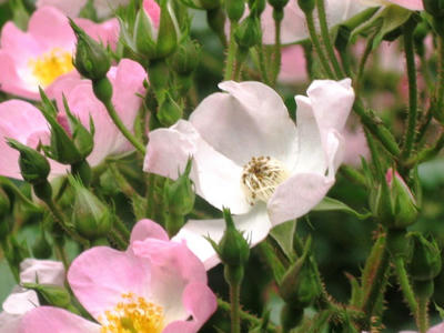 080602_sazanami1.JPG