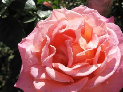 081012_rose3a.jpg