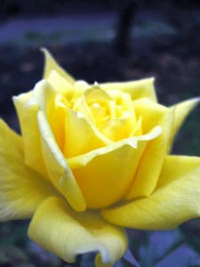 081109_rose1a.jpg