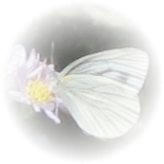 whitebutterfly1.jpg