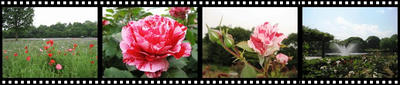 film1.jpg