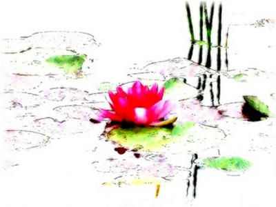 waterlily2.jpg